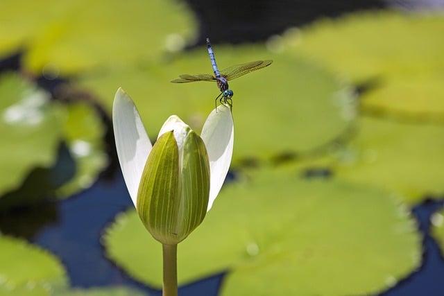 Botanické zahrady a chráněná území Papua ‌Nové‌ Guineje