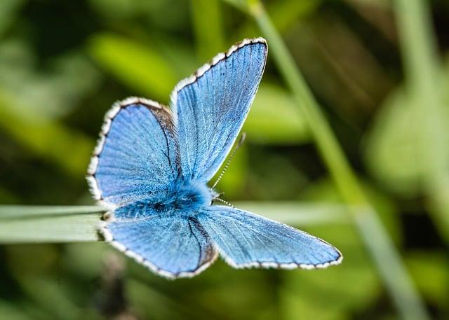 Biologická rozmanitost ⁣a ekologický význam⁢ řeky Papua Nová Guinea